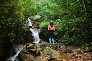 Sinharaja rain forest