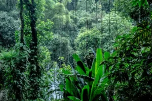Sinharaja rain forest