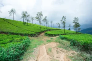 pekoe trail